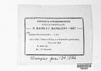 Endophyllum euphorbiae-sylvaticae image